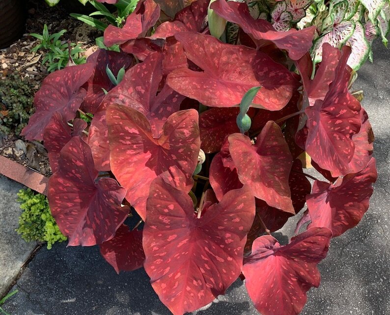 Caladium ‘Dragon Heart’ Size#2 (You get 2 bulbs)
