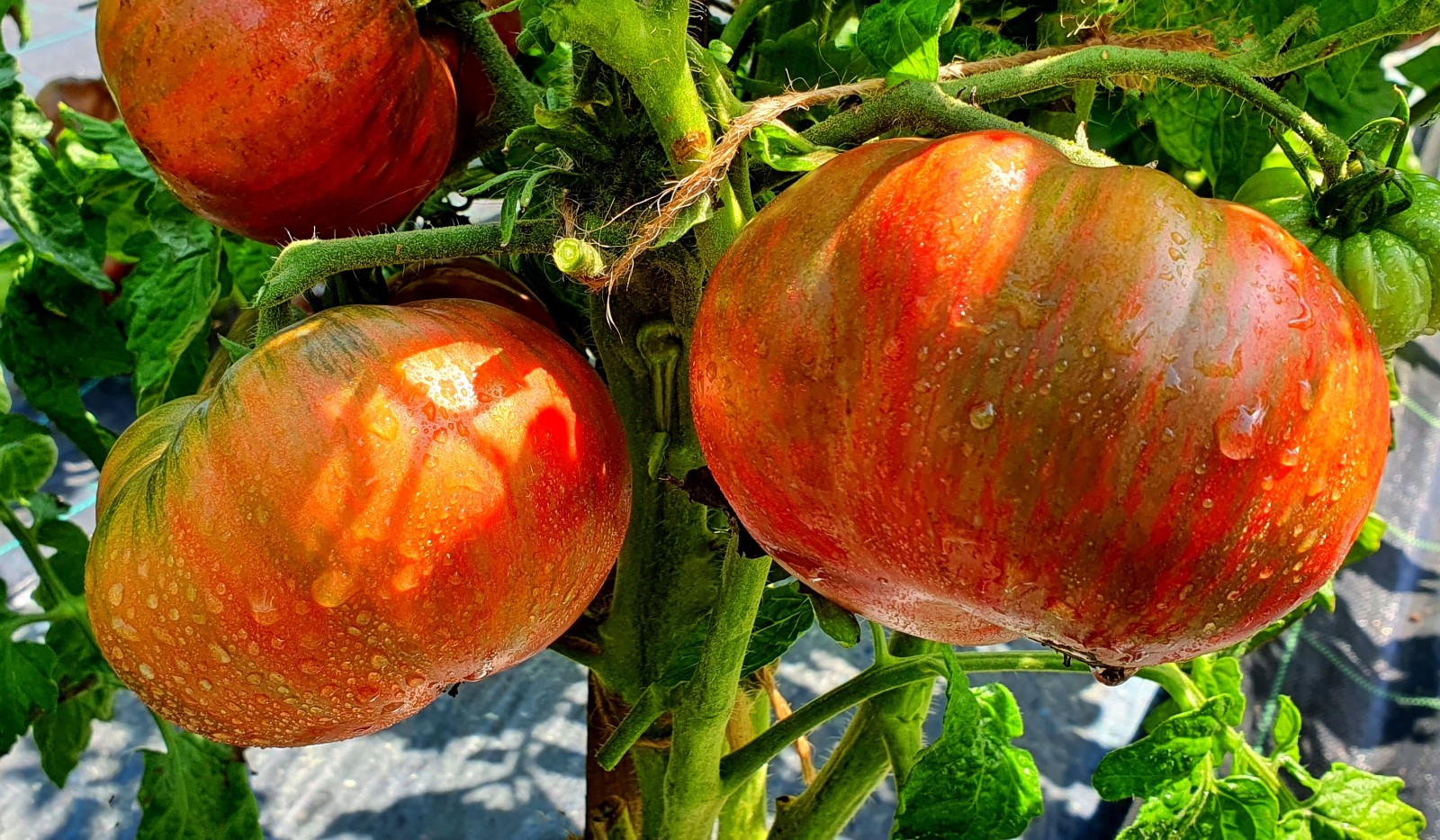 10 seeds Adelaide Festival DWARF Tomato Rare Organic Variety DTP