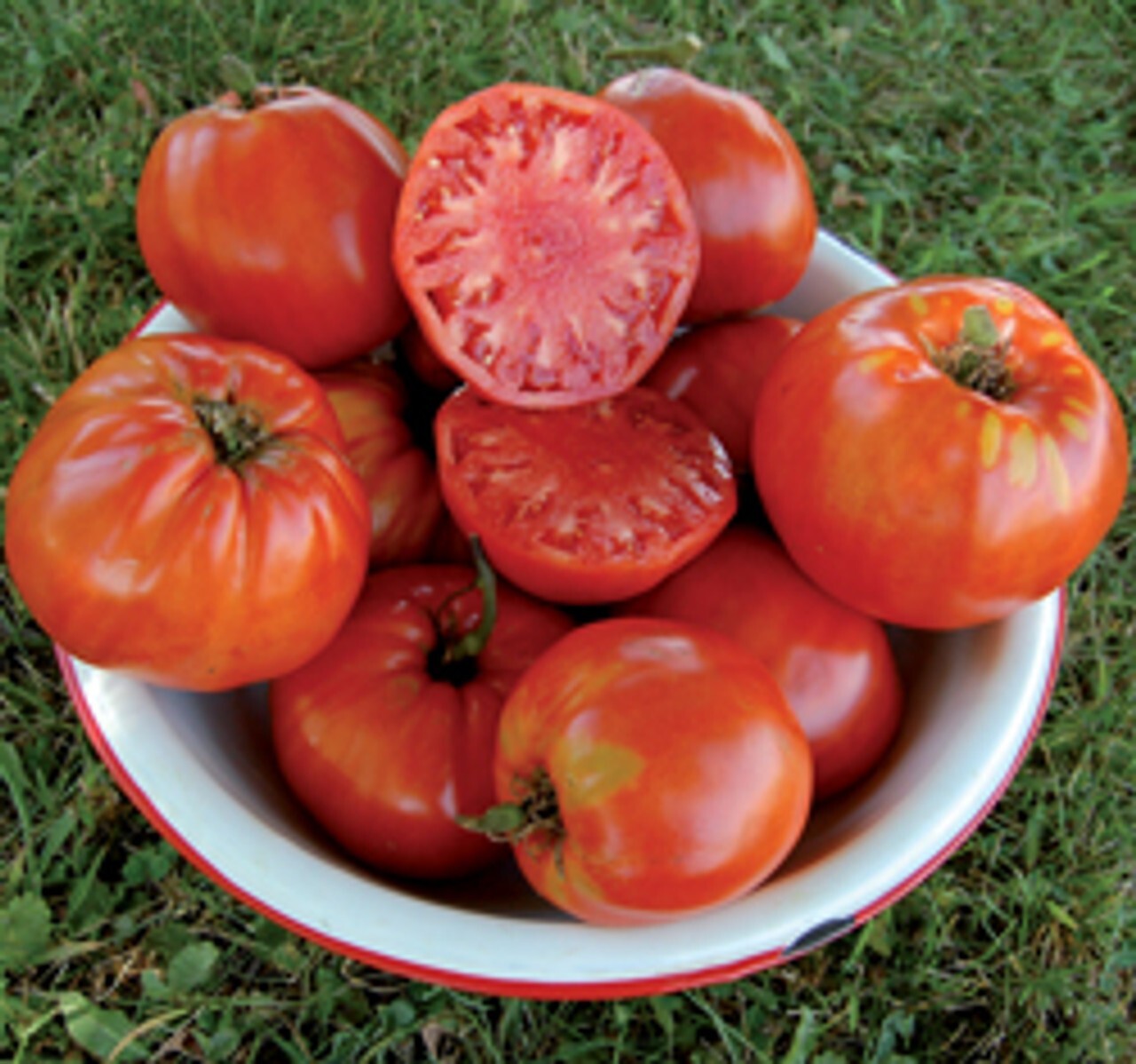 ORGANIC Italian Heirloom Tomato Seeds 2025 HEIRLOOM Vegetable Garden