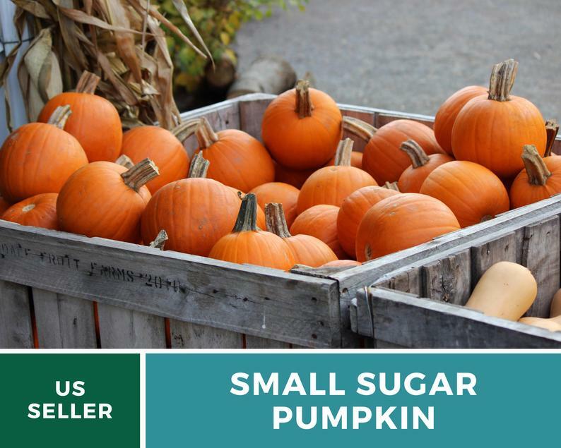Pumpkin, Small Sugar – 15 Heirloom Seeds – GMO Free (Cucurbita pepo)