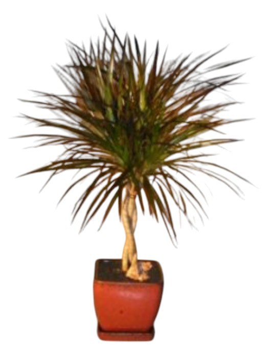 Dracena Bonsai Tree Braided Trunk 25″H Indoor Dracena Marginata Great Live Decor