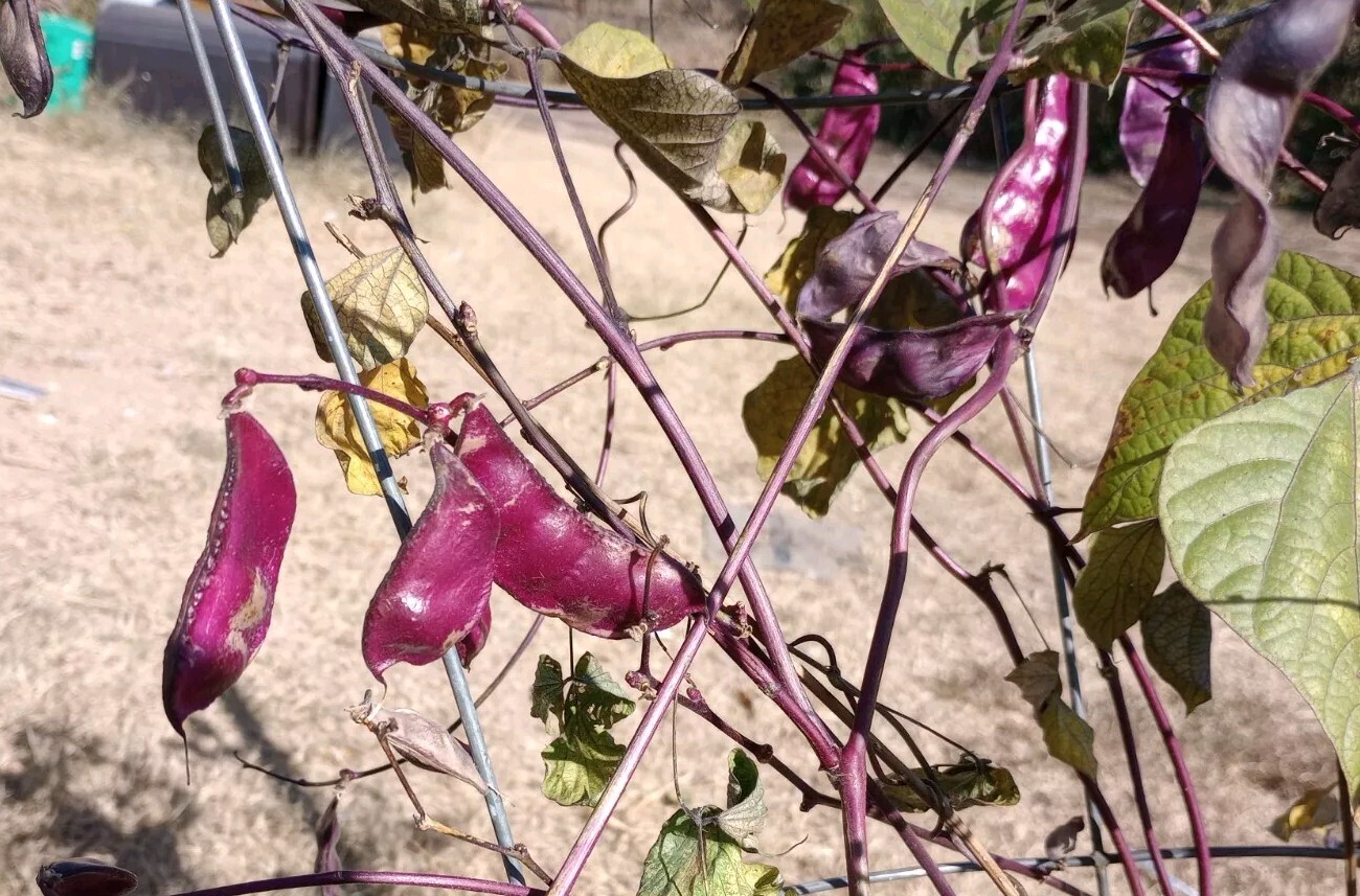10+ SEEDS- BATAW I LABLAB PURPUREUS I Purple Moon Hyacinth Bean Seeds