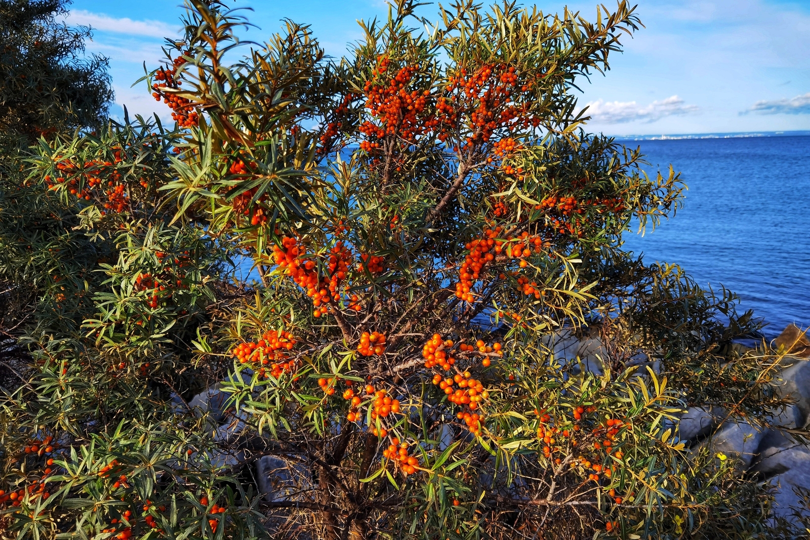 100 SEABERRY Sea Buckthorn Elaeagnus Hippophae Rhamnoides Berry Fruit Seeds