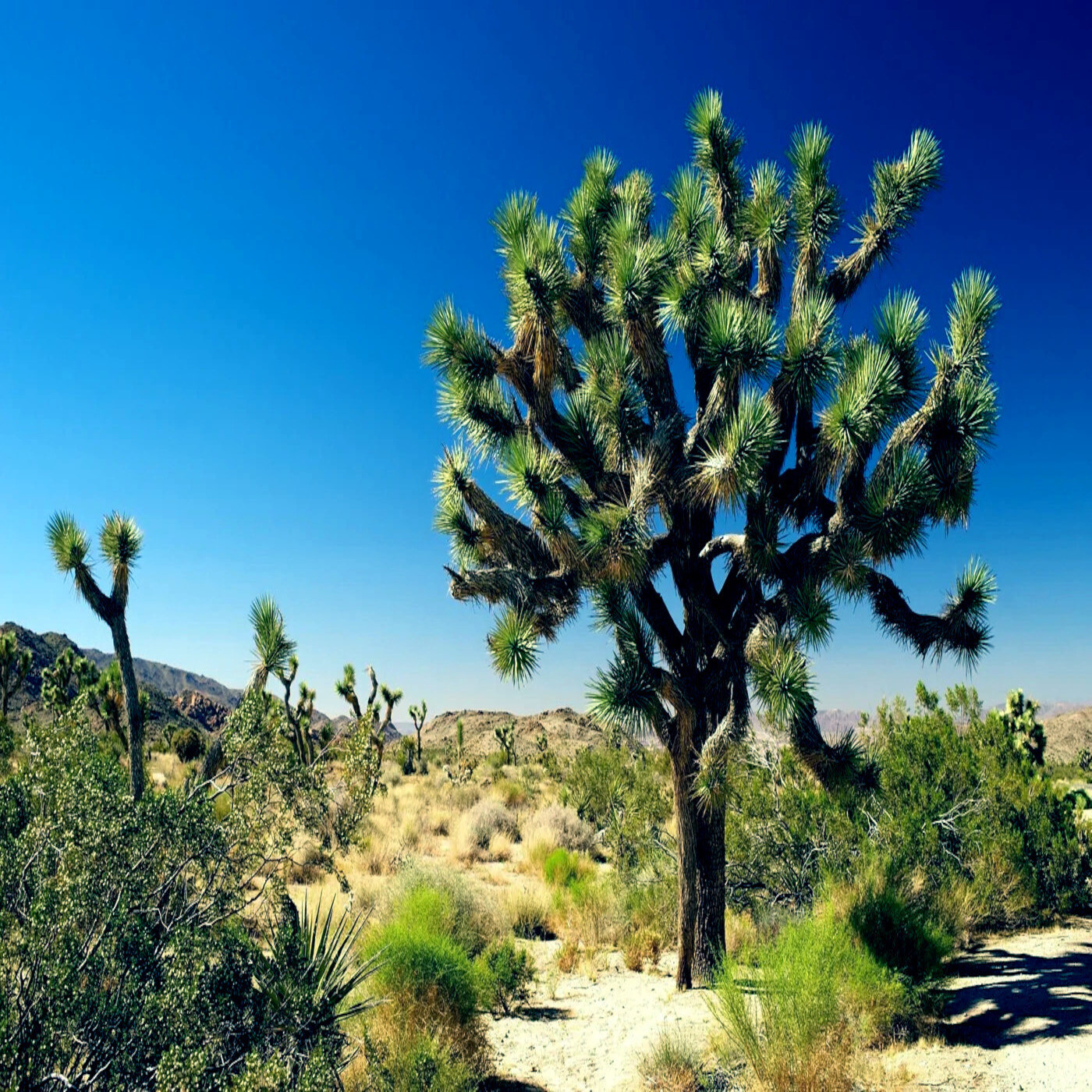 JOSHUA TREE SEEDS “Largest Yucca Plant” Cactus Cacti Succulent Palm Flower RARE!