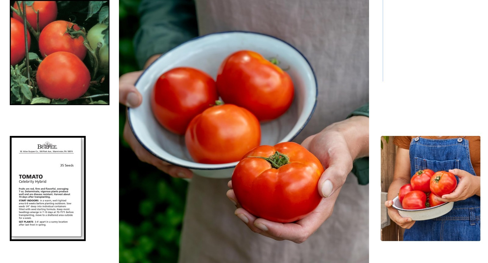 Celebrity Hybrid Non-GMO Tomato Seeds – 35 Slicer Seeds for Summer