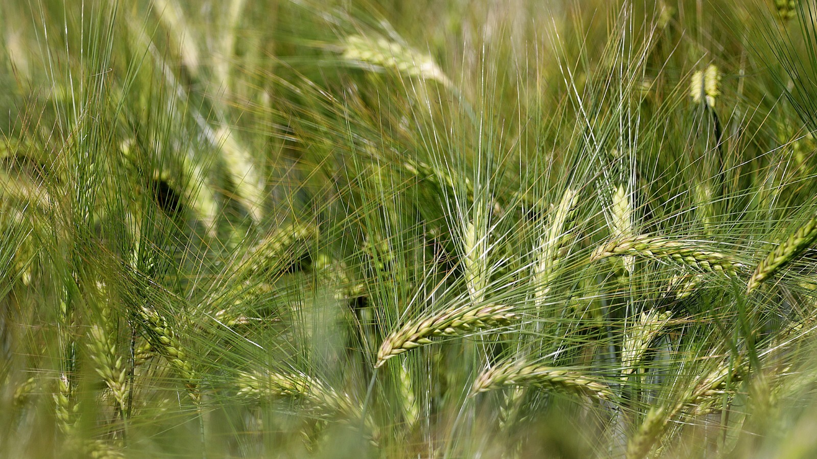 50 seeds- Starter Fun Pack -Full Pint Malting Barley- Ancient Cereal Grain
