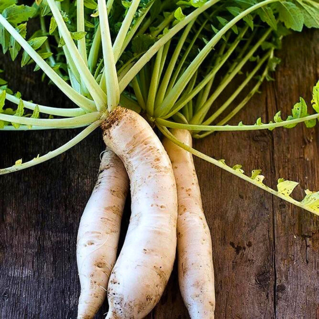 Fresh Daikon Radish Japanese Minowase Seeds | Heirloom Non-GMO | Vegetable Seeds