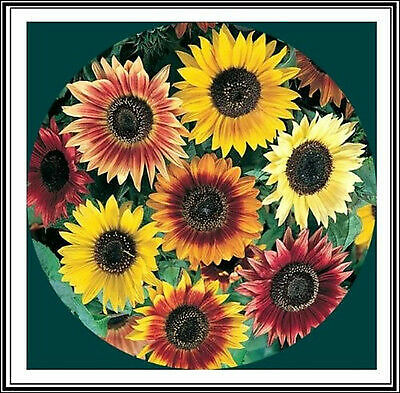 50+ Sunflower Seeds Mix – Crazy Mix – 15+ Varieties, Easy and Fun to Grow
