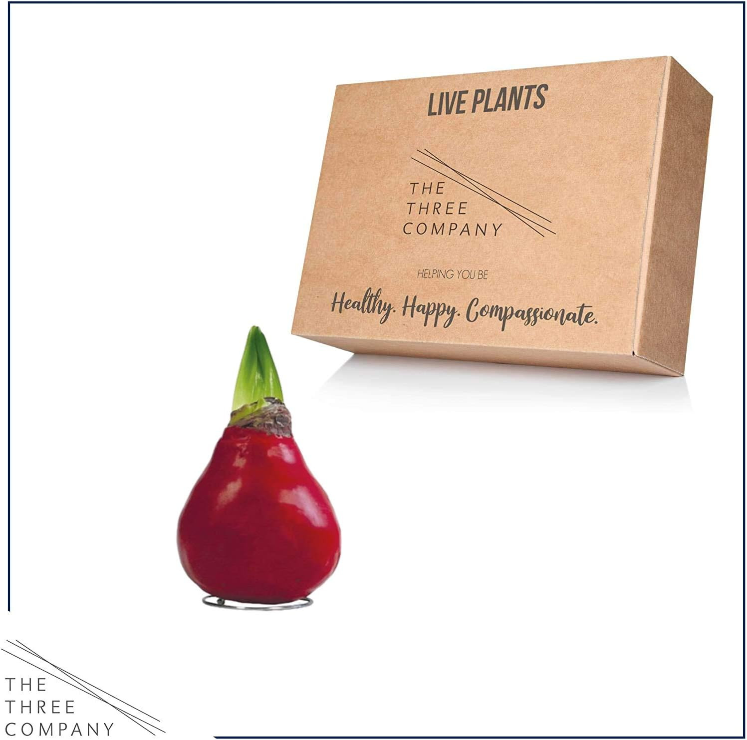 Waxed Amaryllis Bulb – Red Wax with Red Blooms – Live Holiday Gift Plant, Easy C