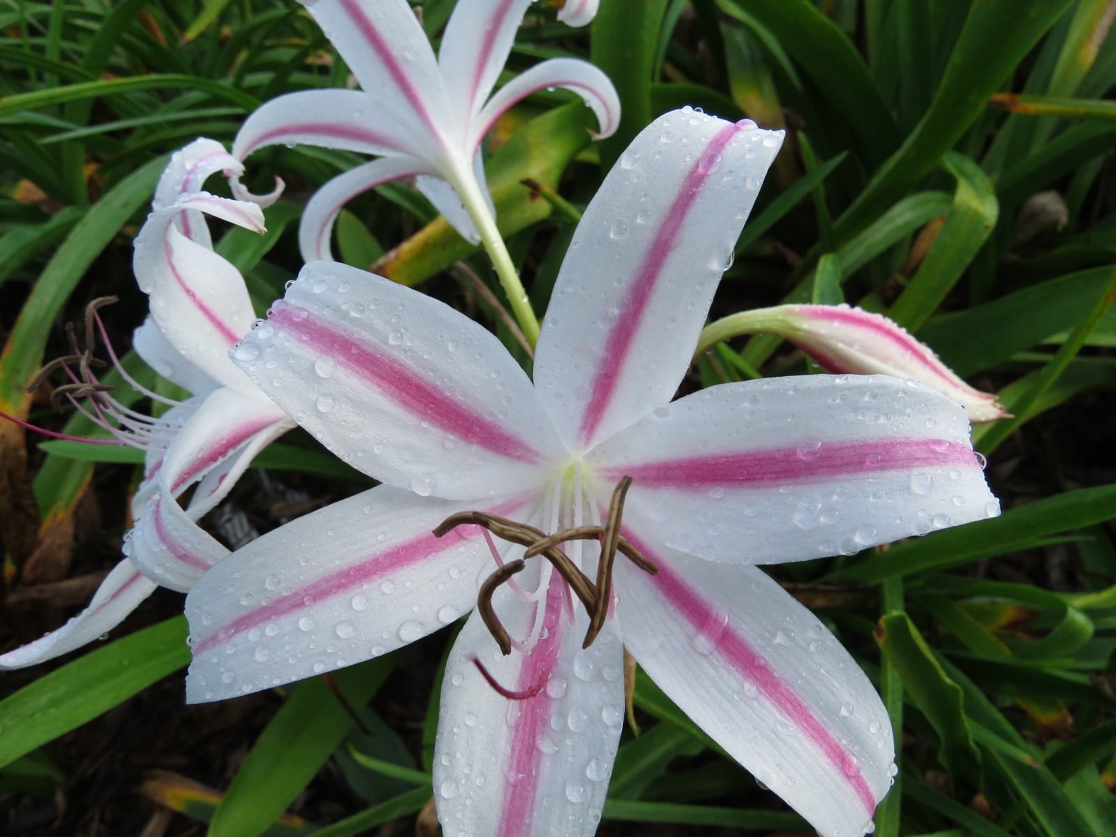 Crinum Lily, Marcelle Sheppard, medium-size bulb, NEW, rare, petite