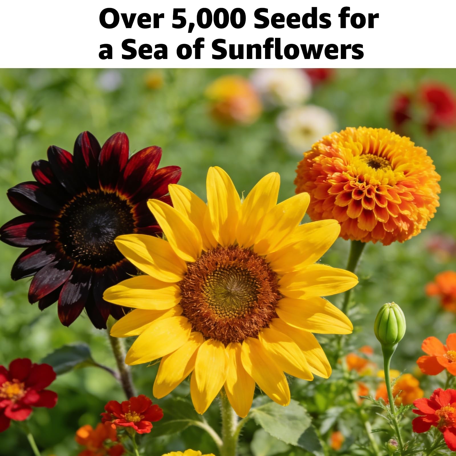 5000+ Sunflower Seeds Planting 4 Oz Heirloom NonGMO Mix 15+ Varieties Garden