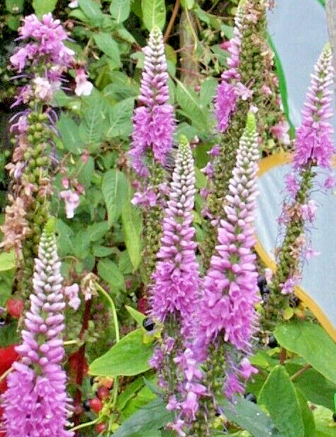 pink veronica longifolia, 160 seeds, LONG LEAF SPEEDWELL, HARDY *USA seller