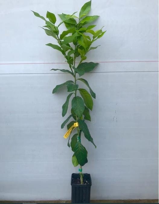 California only!! Cocktail Grapefruit Semi-Dwarf Tree, 24-36″ tall, grafted