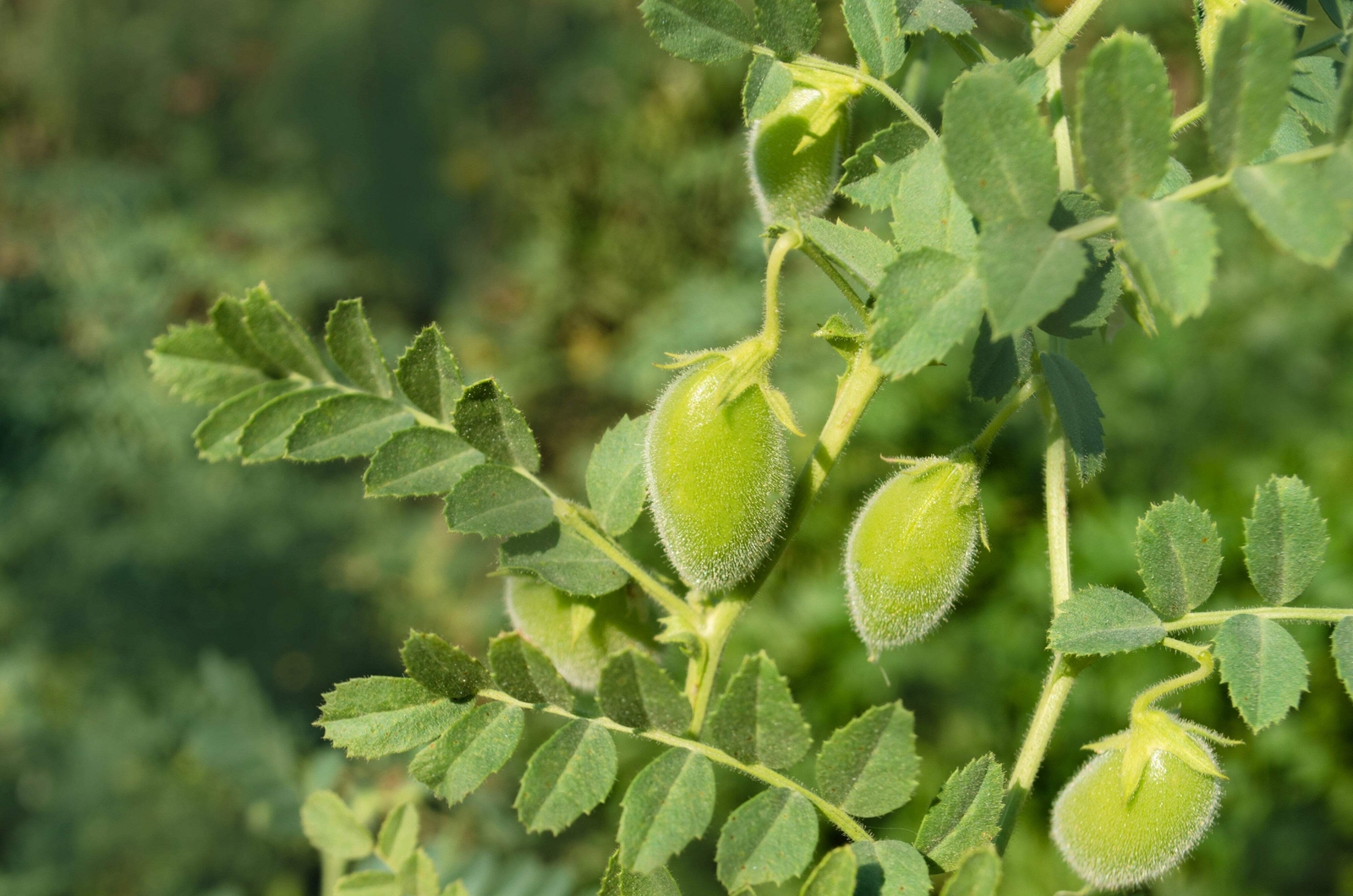 15 CHICK PEA / GARBANZO BEAN Chickpea Cicer Arientum Vegetable Seeds *Comb S/H