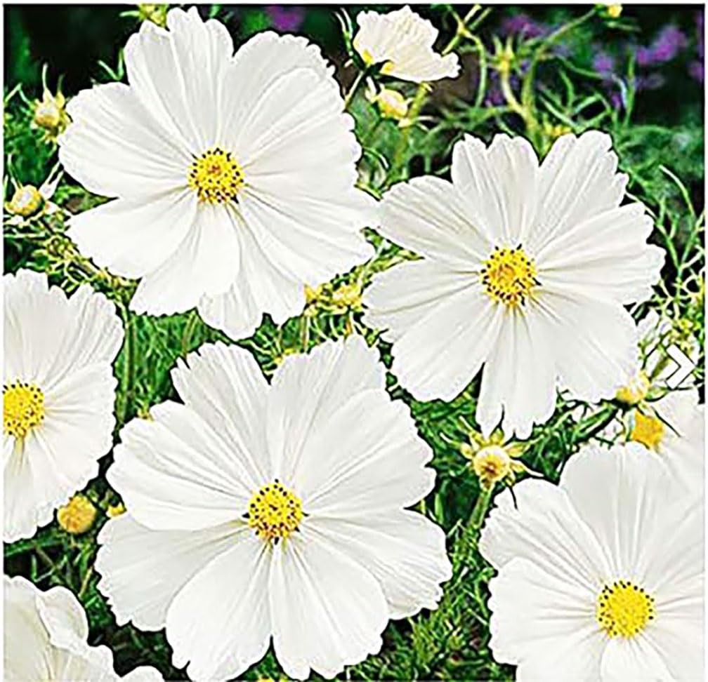 Cosmos Seeds in a Mixture of 11 Varieties – Long Blooming Period in All Zones…