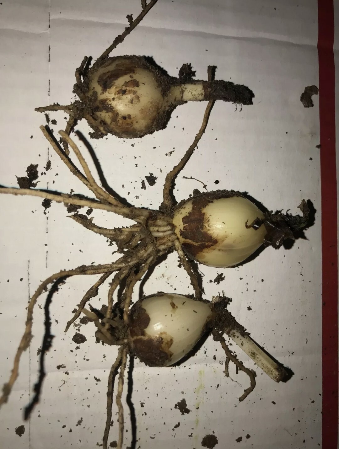 👒2 Red Spider Lily Bulbs – Magic lily ~Surprise Lily