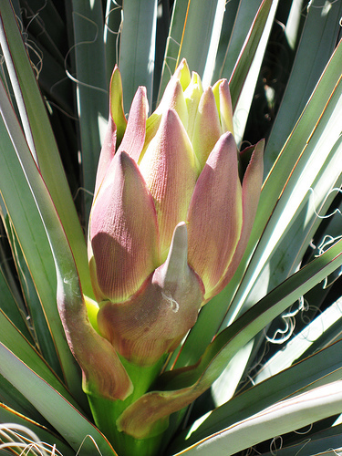 Banana yucca, Yucca baccata, Shrub Seeds (Hardy, Edible, Showy)