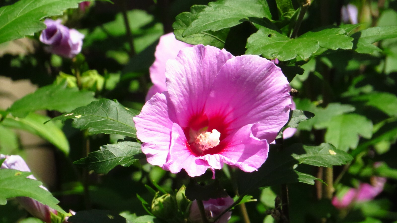 50+ Pink Rose of Sharon Seeds(Hibiscus syriacus/Aphrodite Althea/hardy hibiscus)