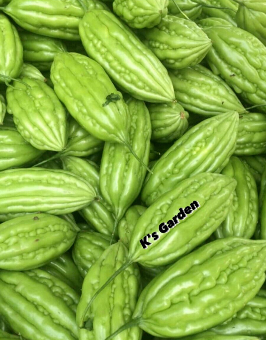 SHORT GREEN SKIN BITTER MELON SEEDS – KHỔ QUA TRÁI LÙN – BALSAM PEAR – 여주 – 苦瓜