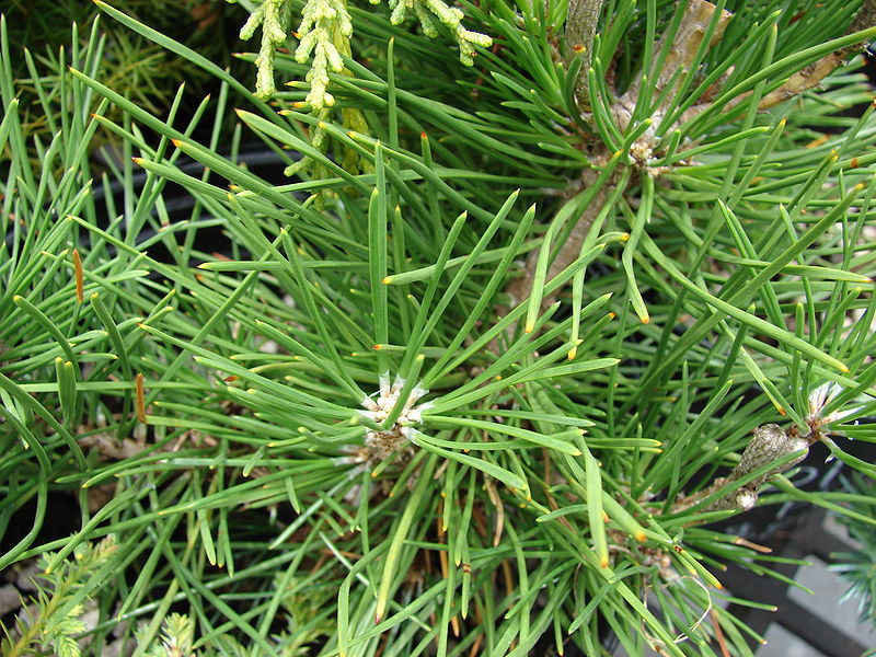 Japanese Black Pine, Pinus thunbergiana, Tree Seeds