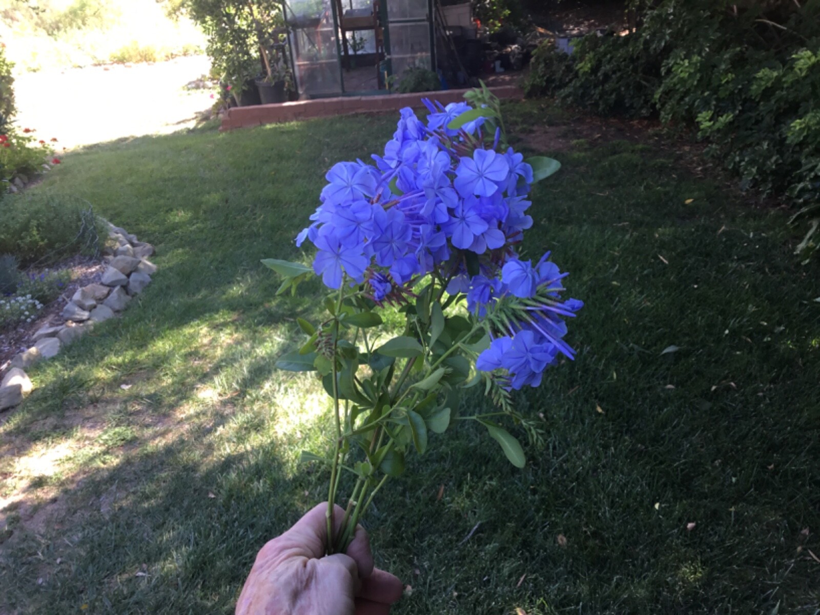 New Imperial Blue Plumbago Seeds pkt of 50 fresh seeds