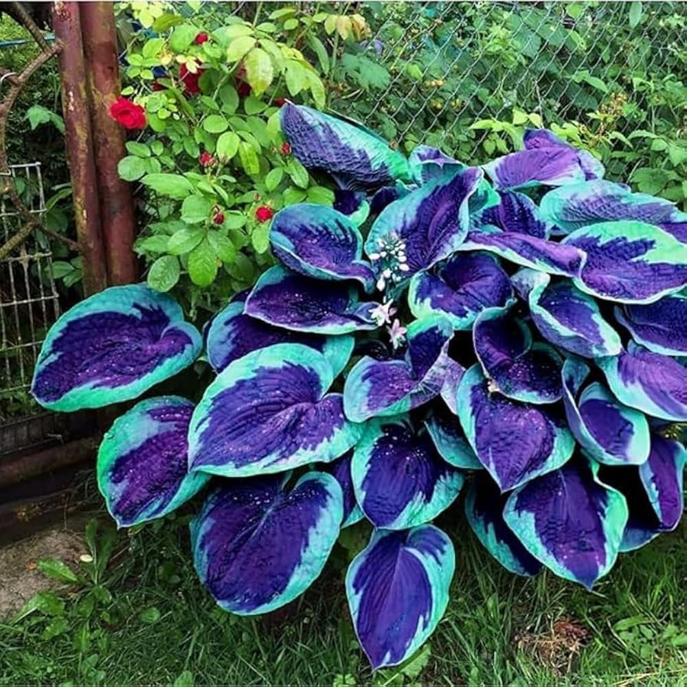Hosta Seeds Blue and Black (300+ Seeds),Hosta Seeds Blue Perennial for Planti…