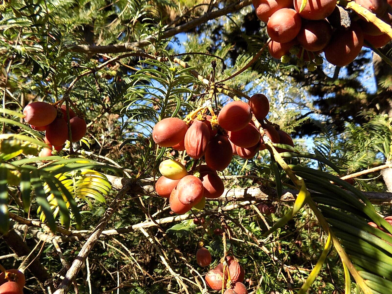 5 JAPANESE PLUM YEW SEEDS -Cephalotaxus harringtonia