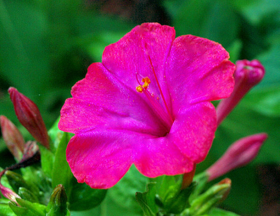Pink Four O’clock Seeds, Non-Gmo Heirloom Flower Seeds, Annual Flower Seeds 75ct