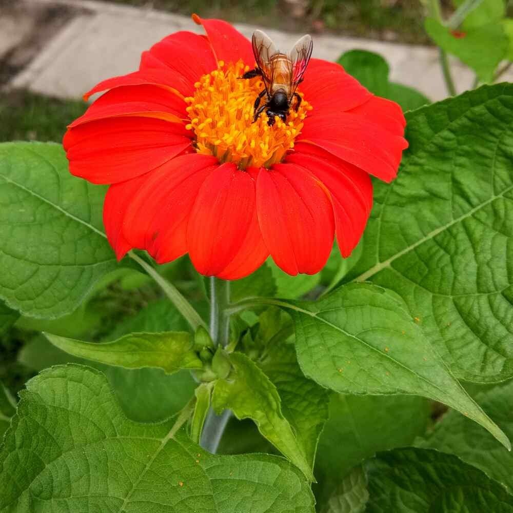 25+ MEXICAN TORCH SUNFLOWER SEEDS – Bees Butterflies Hummingbirds ——- FRESH