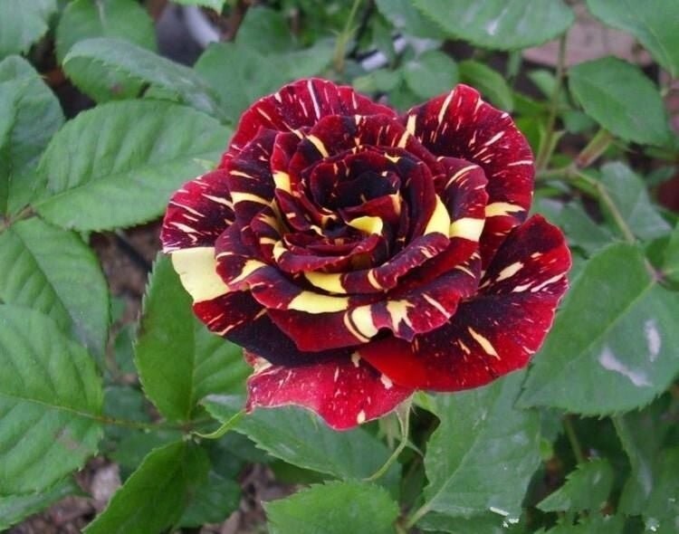 30+ Seeds| Meteor Shower Perennial Flower Rose Seeds #1074