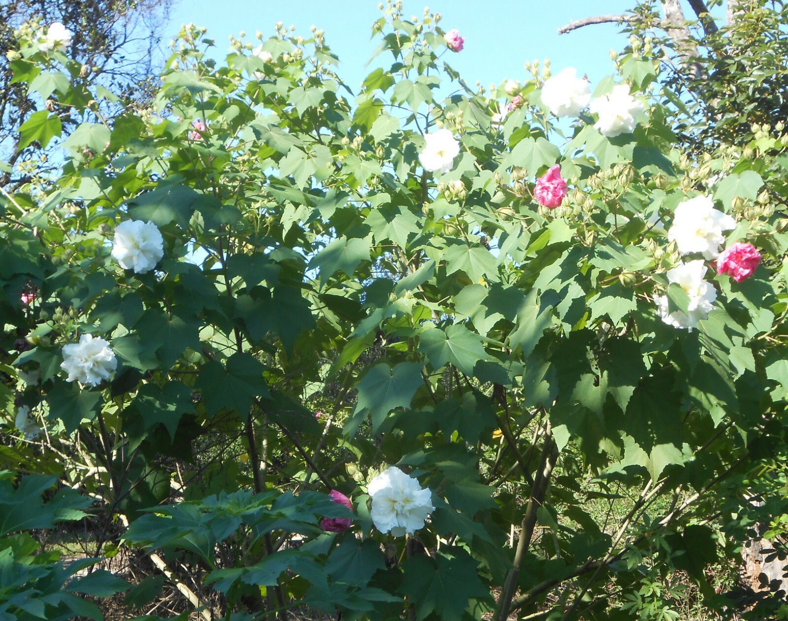 One Dozen Seeds: Southern Confederate Rose Hibiscus Mutabilis Dixie Rosemallow