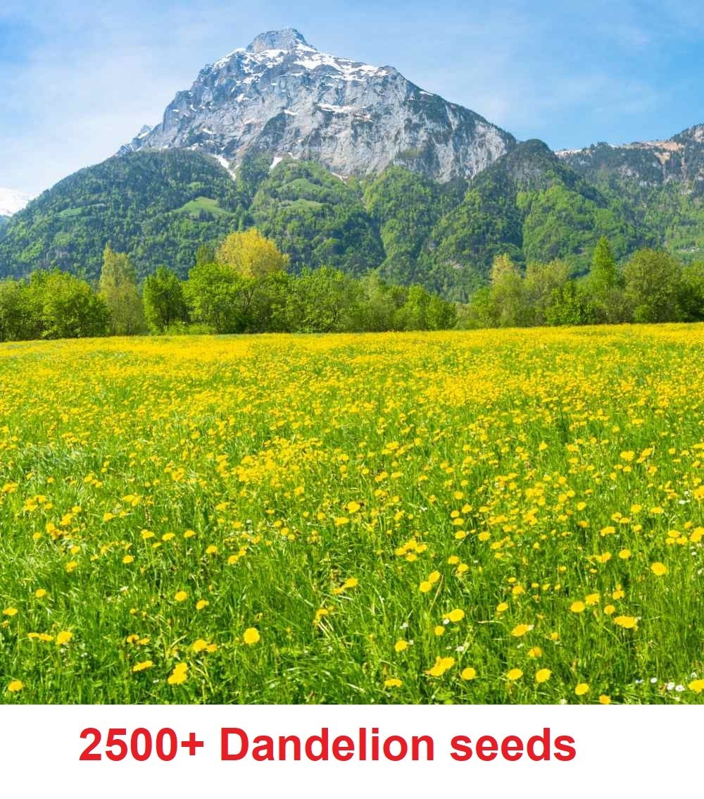 2500+ DANDELION SEEDS FREE SHIPPING