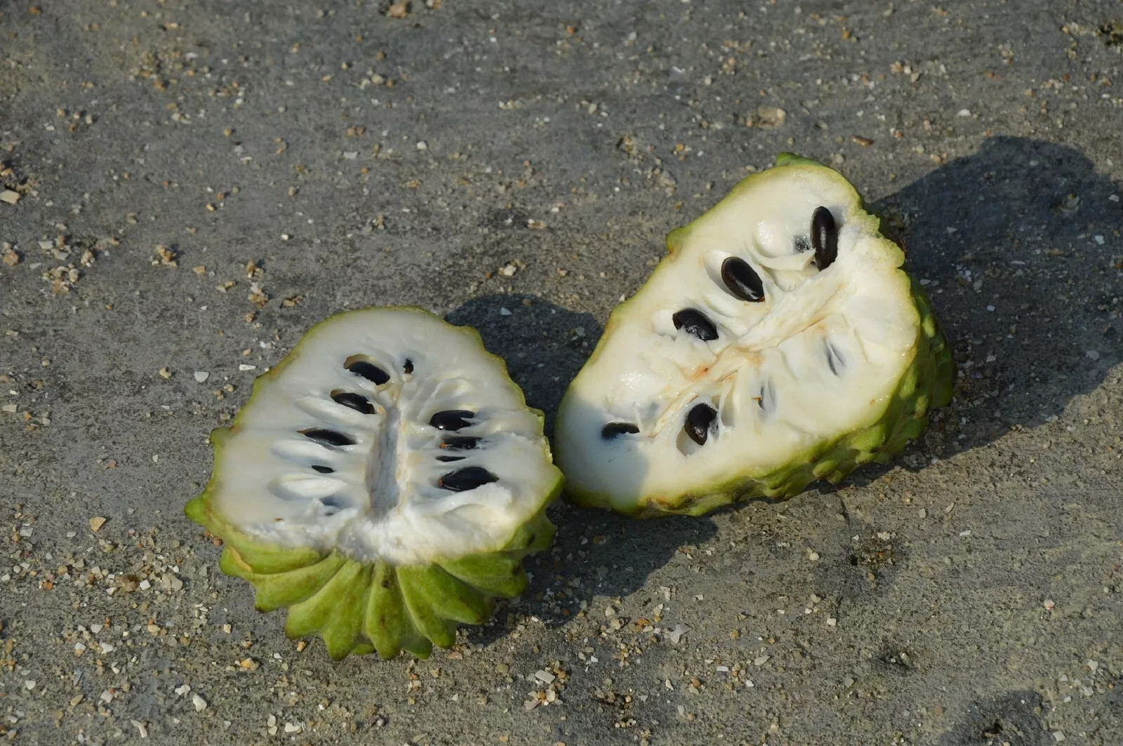 Custard Sugar Apple {Annona Squamosa} 10 Tree Seeds Non-GMO Tropical Fruit Sweet