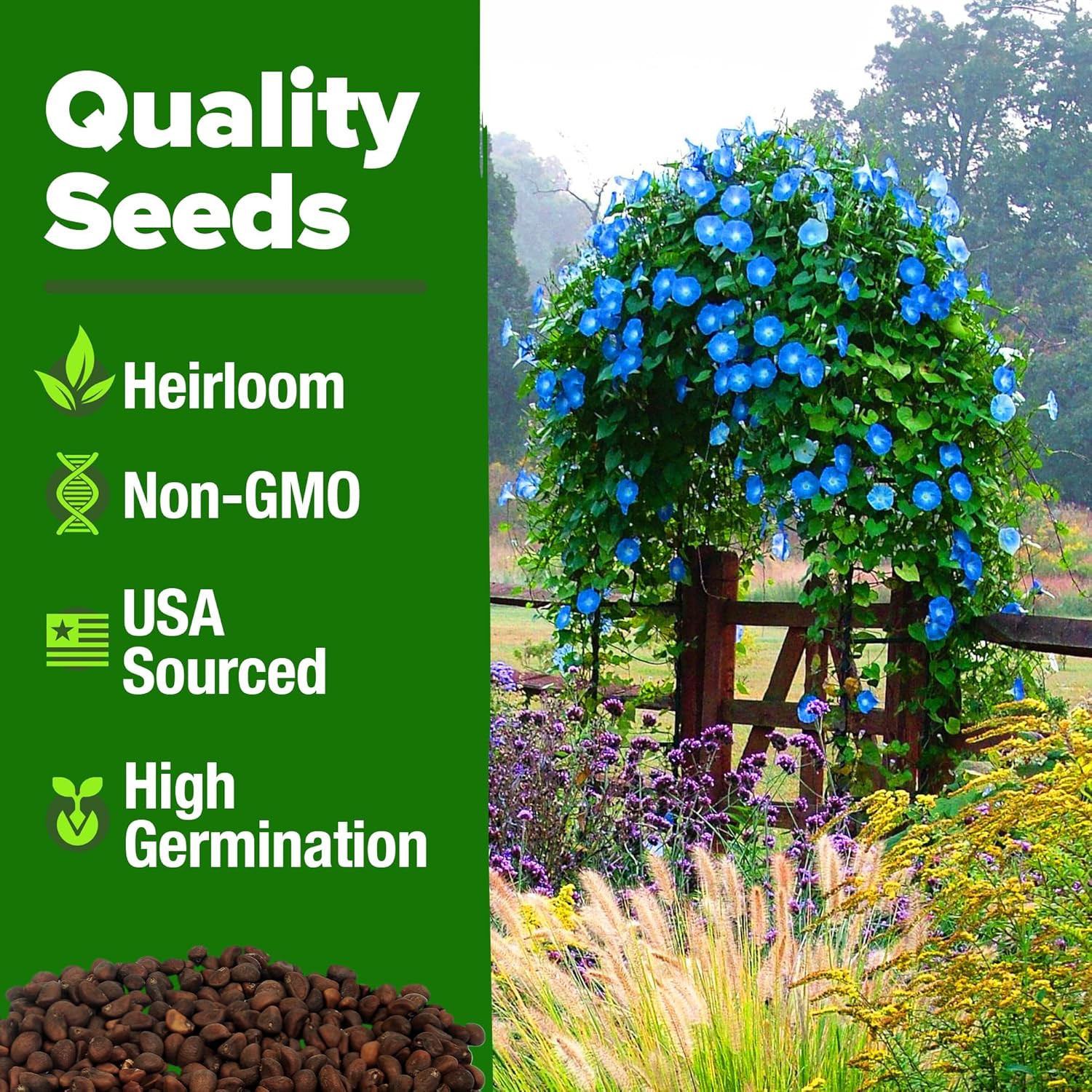 Heirloom Heavenly Blue Morning Glory Seeds – 150 for a Vibrant Flower Garden