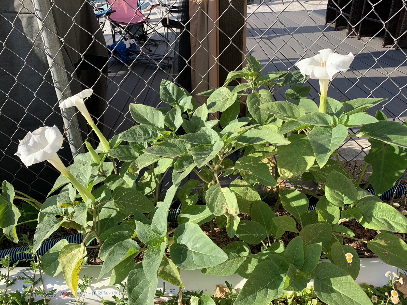 (400 SEEDS) White Moon Flower Angel’s Trumpet Day&Night Bloom Datura. 2023Seeds