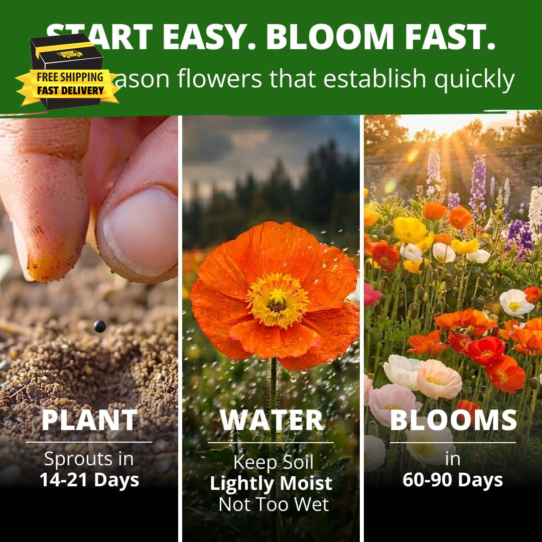 Iceland Poppy Seeds (0.60G) – 2026 Spring for Planting 3500 Flower Seeds, Icelan
