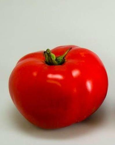 Organic Moskvich Tomato – Lycopersicon lycopersicum