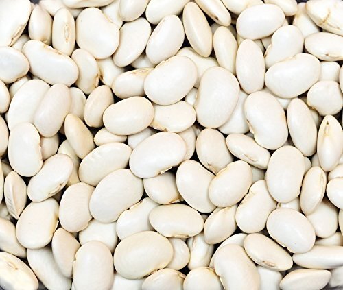 Bean Dry Great Northern Heirloom Garden Vegetable by Seed Kingdom 1 Lb Seeds