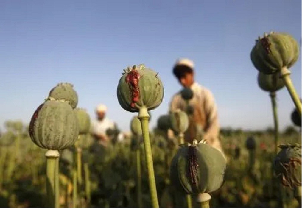 Raja Indian Poppy Seeds – Papavar Somniferum- 500 Seeds – Excellent Producer