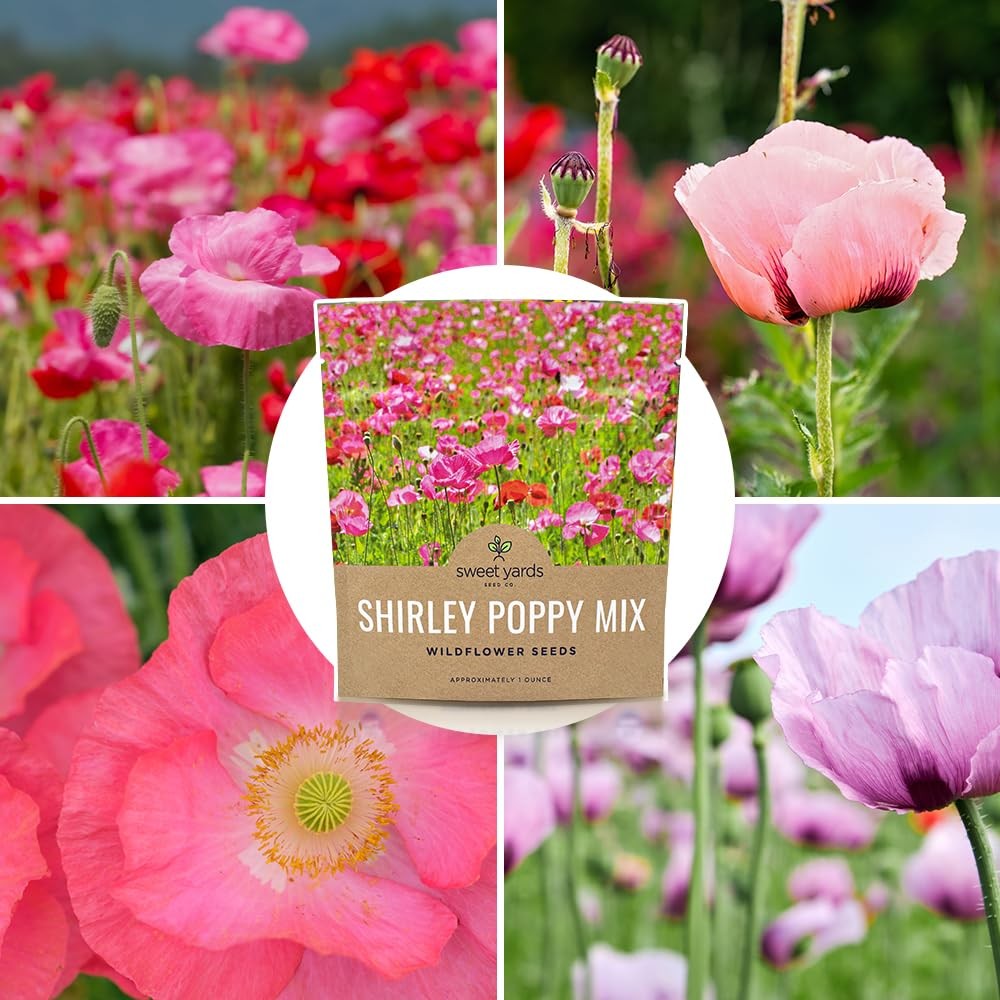 Shirley Poppy Seeds – Mixed Colors – Extra Large Packet – Over 200,000 Open P…