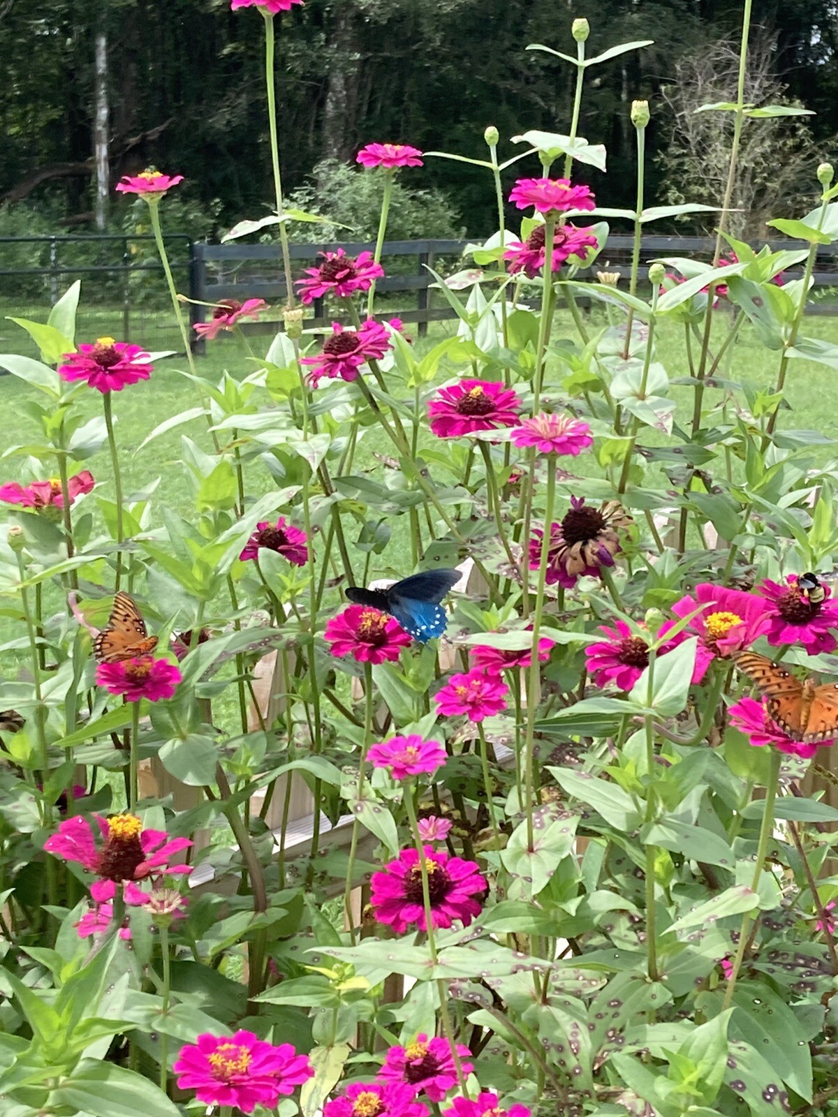 Purple Prince Zinnia 50 Seeds Pollinators Free Gift Seeds w/Every Garden Order!