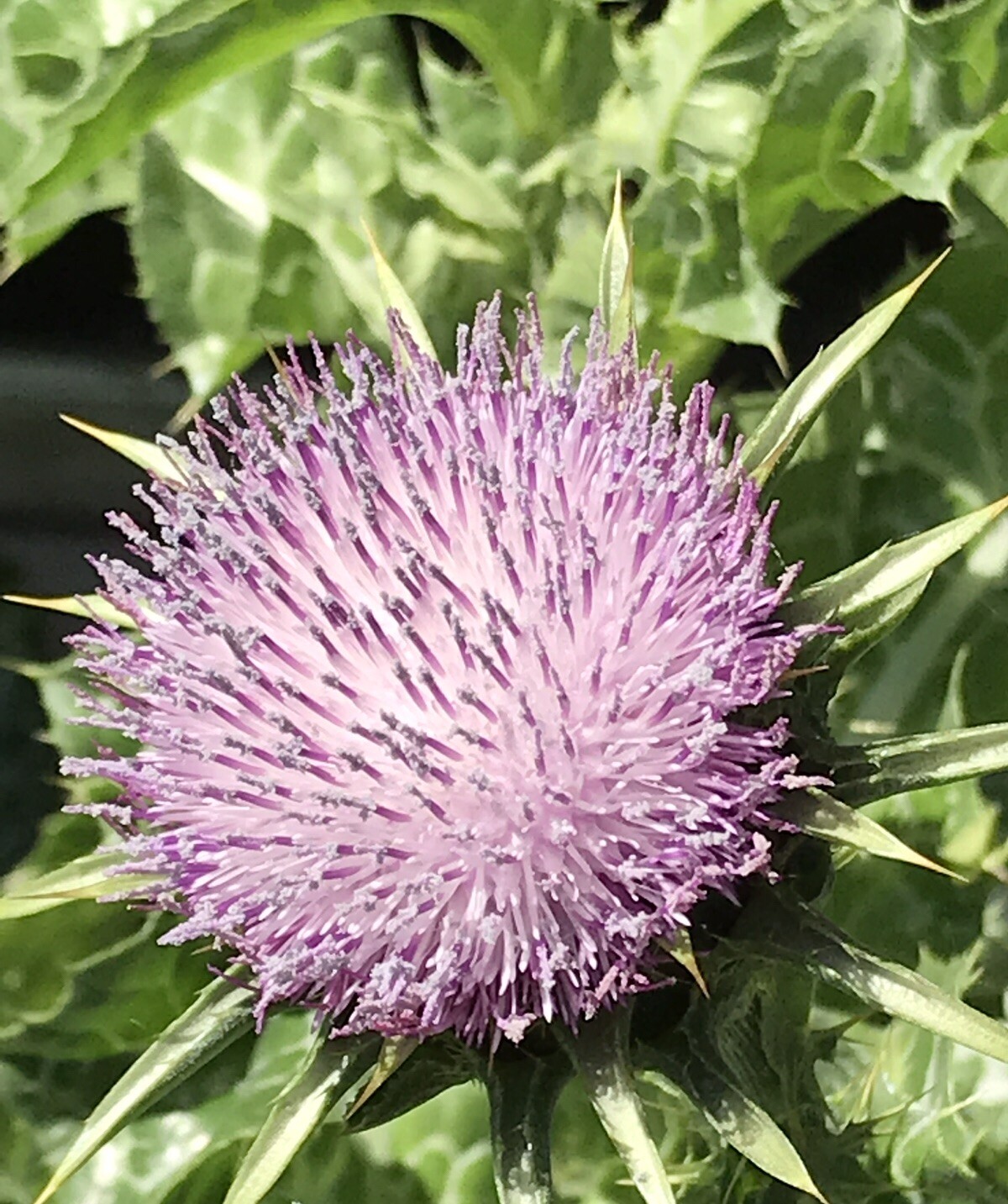 Blessed Milk Thistle – Silybum marianum – Herb Seeds 100 Seeds