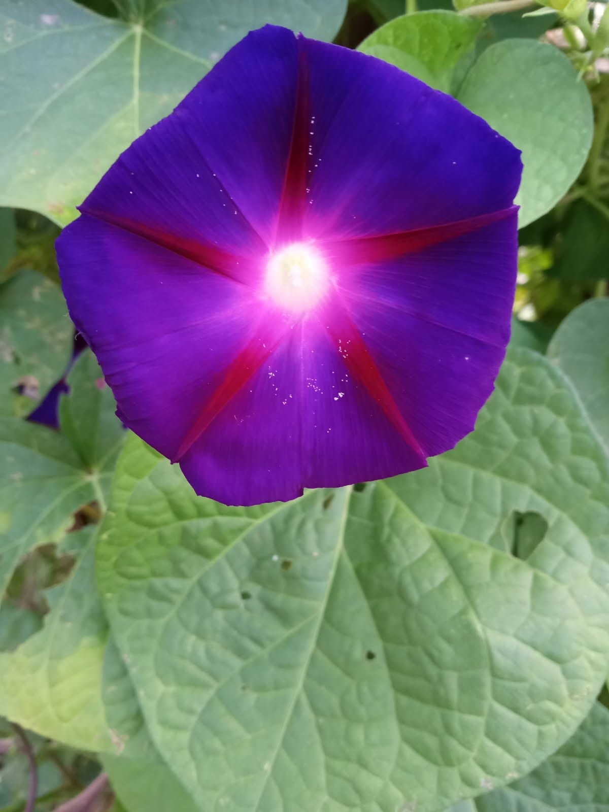 50 “Grandpa Ott” (Ipomoea purpurea) Purple Morning Glory Flowering Vine Seeds