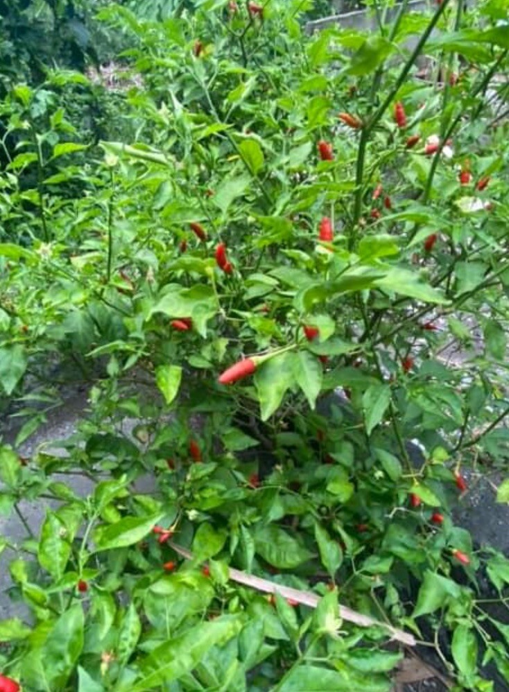 30+ SEEDS Bird’s Eye Chili Pepper SILING LABUYO NON GMO Buy2get1FREE!