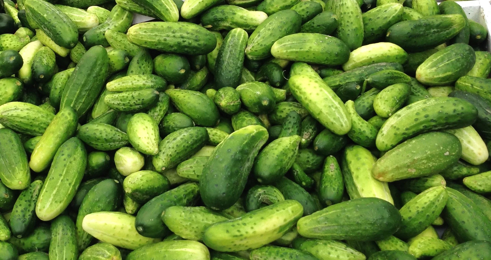 Boston Pickling Cucumber Seeds – For 2026 Planting Dark Green Kirby Heavy