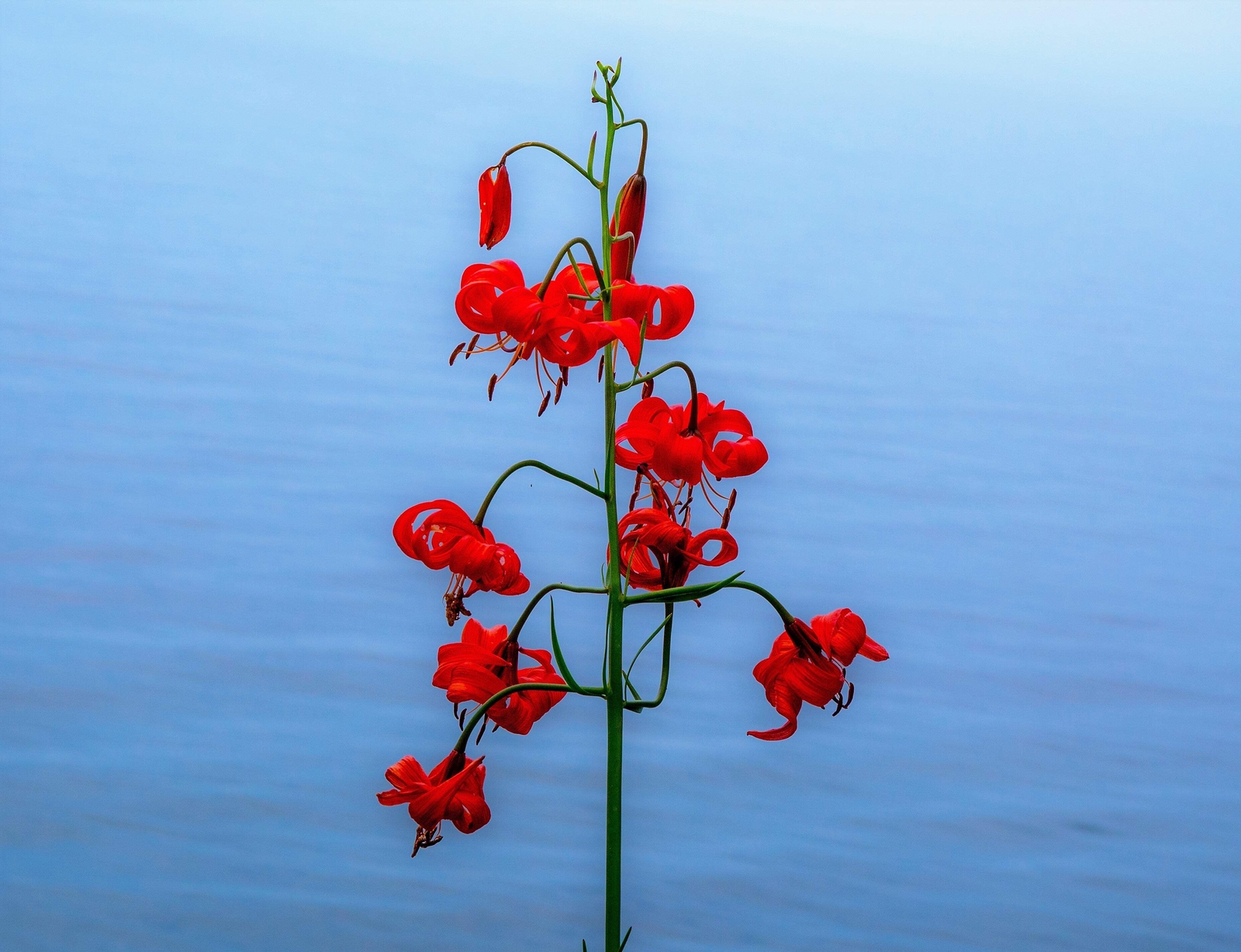 10 CORAL LILY Siberian Turk’s Cap Lilium Pumilum Coral Red Fragrant Flower Seeds