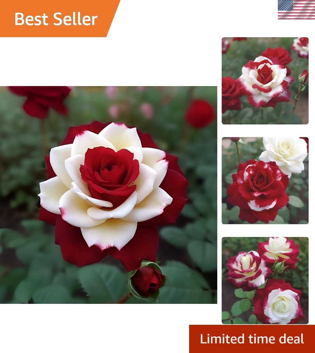 Transform Your Garden with 20pcs Non-GMO Twin Rose Seeds – Thriving Blooms!