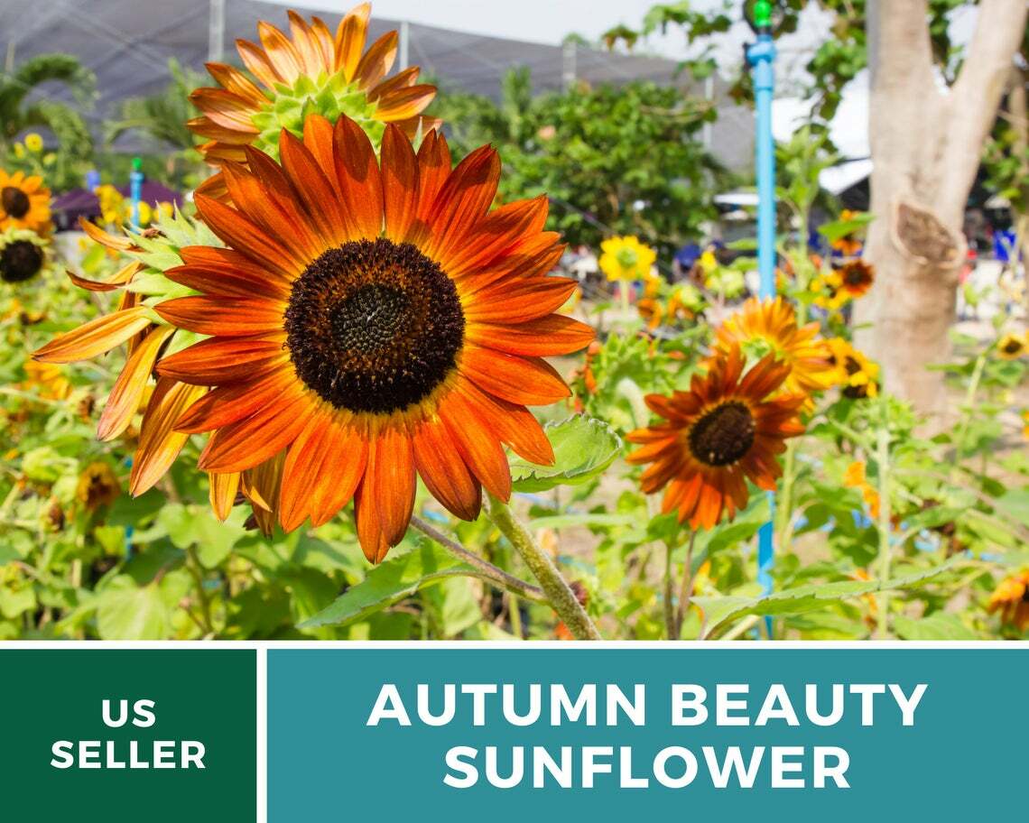 Sunflower, Autumn Beauty – 25 Seeds – Fall Colors – Medicinal/Culinary – NonGMO