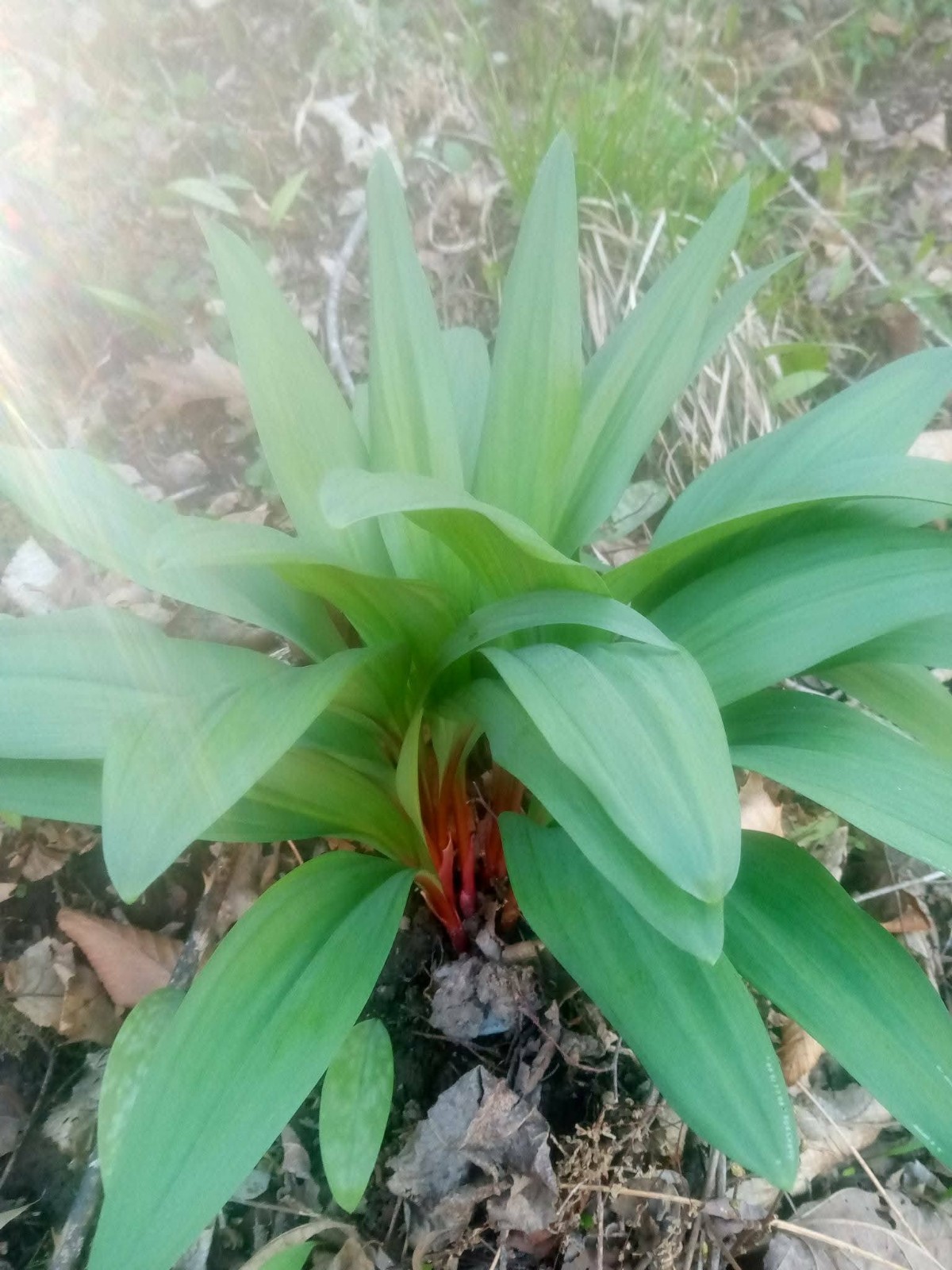 100 (XL) Organic RAMP Allium Tricoccum Bulbs For Planting (Live Bulbs) Wild Leek