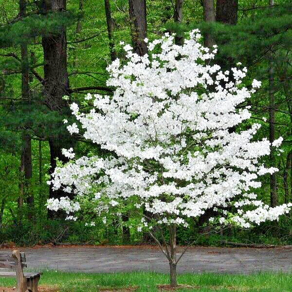 White American Flowering Dogwood Tree Seeds (Cornus florida) Fall Color, Hardy-5